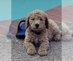 Small Photo #4 Labradoodle Puppy For Sale in CONCORD, CA, USA