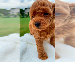 Small #2 Poodle (Toy)