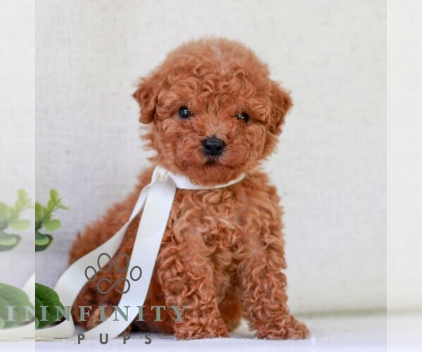 Medium Photo #3 Goldendoodle (Miniature) Puppy For Sale in NEWMANSTOWN, PA, USA