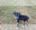 Small #1 Australian Shepherd-Boxer Mix