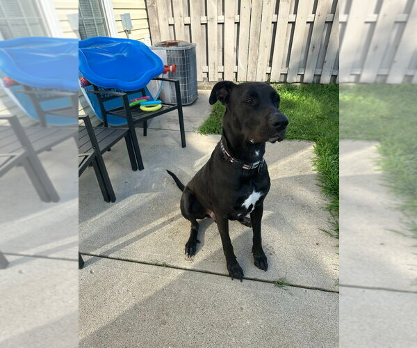Medium Photo #2 German Shepherd Dog-Great Dane Mix Puppy For Sale in Bullard, TX, USA