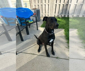 Sully - Male German Shepherd Dog-Great Dane Mix Dog for Adoption - Photo #2
