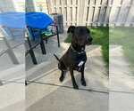 Small #1 German Shepherd Dog-Great Dane Mix