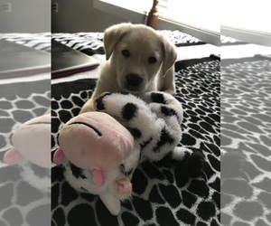 Mutt Puppy for sale in LUBBOCK, TX, USA