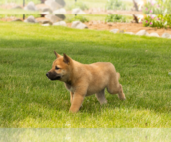 Medium Photo #4 Shiba Inu Puppy For Sale in MILLERSBURG, IN, USA