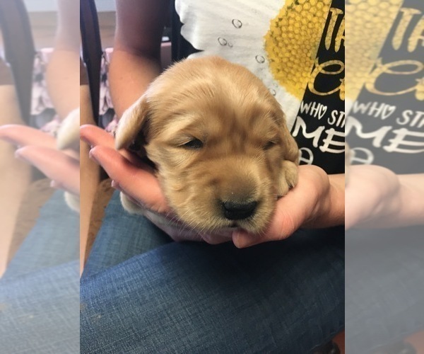 Medium Photo #3 Golden Retriever Puppy For Sale in NUNN, CO, USA