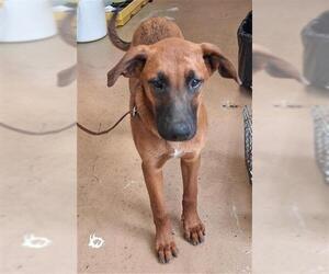 German Shepherd Dog-Unknown Mix Dogs for adoption in Chula Vista, CA, USA