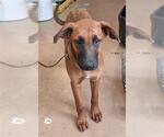 Small German Shepherd Dog Mix