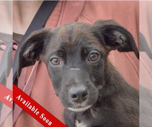 German Shorthaired Pointer-Unknown Mix Dogs for adoption in Huntley, IL, USA