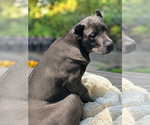 Small #29 Cane Corso