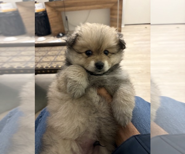 Medium Photo #2 Pomeranian Puppy For Sale in SAN FRANCISCO, CA, USA