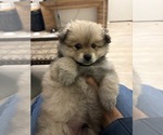 Small #1 Pomeranian