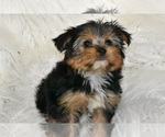 Small #1 Yorkshire Terrier