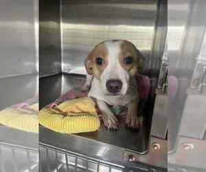 Chiweenie Dogs for adoption in Foristell, MO, USA