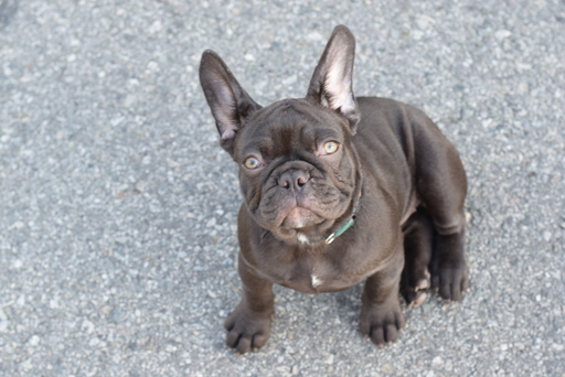 Medium Photo #2 French Bulldog Puppy For Sale in INGLEWOOD, CA, USA