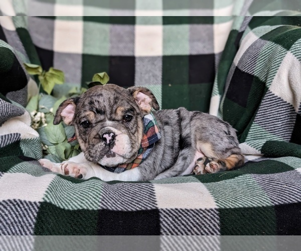 Medium Photo #4 English Bulldog Puppy For Sale in COCHRANVILLE, PA, USA