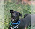 Small #7 Labrador Retriever Mix