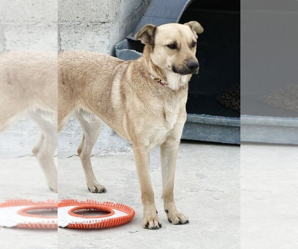 Medium Photo #3 Labrador Retriever-Unknown Mix Puppy For Sale in Lake Forest, CA, USA