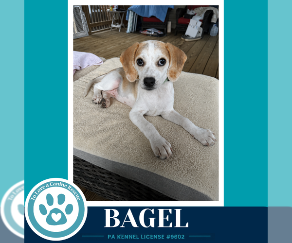 Medium Photo #1 Beagle-Unknown Mix Puppy For Sale in Kimberton, PA, USA