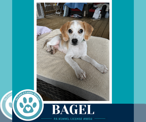 Beagle-Unknown Mix Dogs for adoption in Kimberton, PA, USA