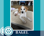 Small Beagle Mix