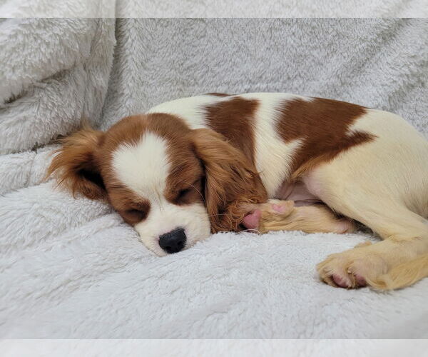 Medium Photo #2 Cavalier King Charles Spaniel Puppy For Sale in Lincolnwood, IL, USA