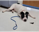Small American Pit Bull Terrier