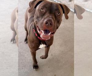 American Pit Bull Terrier Dogs for adoption in DuQuoin, IL, USA