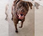 JAX - Female American Pit Bull Terrier Dog for Adoption - Small photo