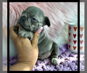 French Bulldog Puppy for sale in OJAI, CA, USA