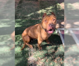 Mastiff-Unknown Mix Dogs for adoption in Ventura, CA, USA
