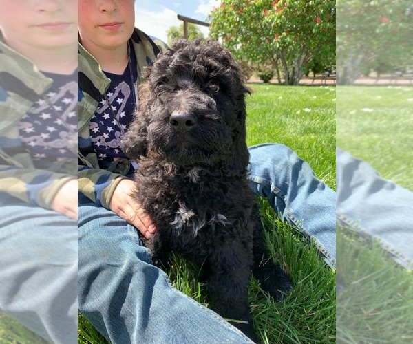 Medium Photo #2 Pyredoodle Puppy For Sale in PRESCOTT, WA, USA