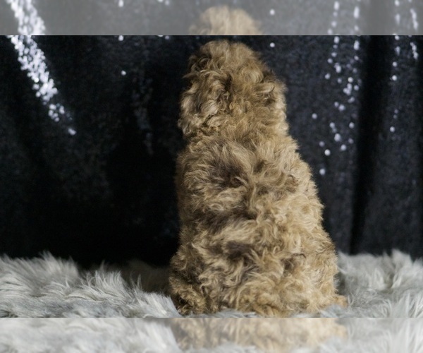 Medium Photo #4 Poodle (Miniature) Puppy For Sale in WARSAW, IN, USA
