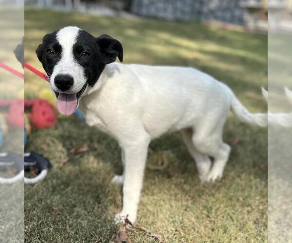 Medium Photo #4 Mutt Puppy For Sale in Yardley, PA, USA
