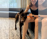 Small #18 Doberman Pinscher-Labrador Retriever Mix