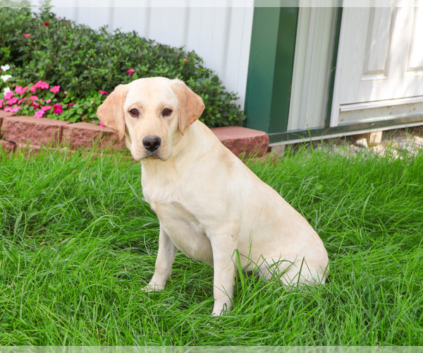 Medium Photo #3 Labrador Retriever Puppy For Sale in SYRACUSE, IN, USA