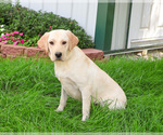 Small #2 Labrador Retriever