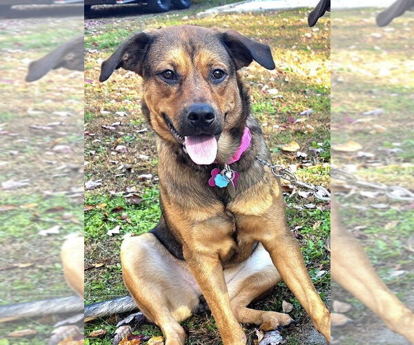 Medium Photo #9 German Shepherd Dog-Unknown Mix Puppy For Sale in Brewster, NY, USA