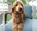 Small #3 Golden Retriever Mix