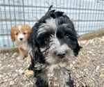Puppy Benny Cavapoo