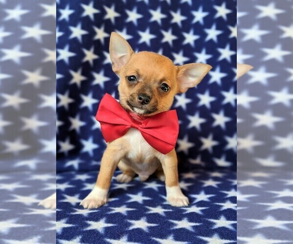 Medium Photo #1 Chihuahua Puppy For Sale in KIRKWOOD, PA, USA