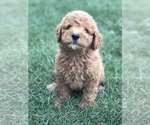 Small Photo #6 Labradoodle-Poodle (Miniature) Mix Puppy For Sale in BOWLING GREEN, KY, USA