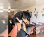 Puppy Red Colar Rottweiler