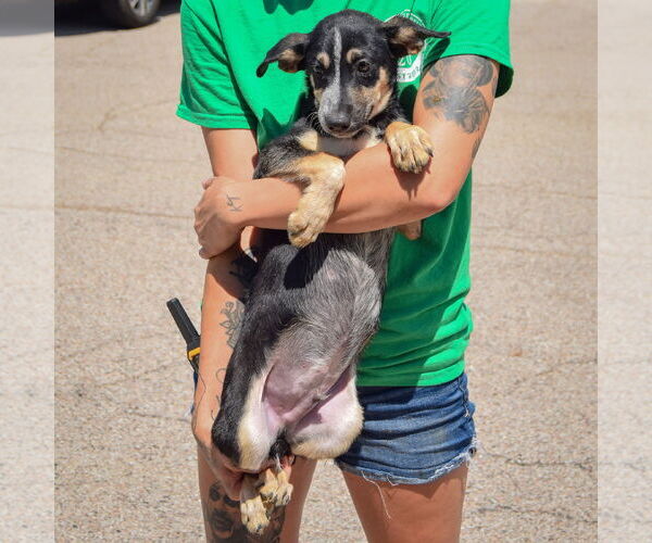 Medium Photo #4 German Shepherd Dog-Unknown Mix Puppy For Sale in Huntley, IL, USA