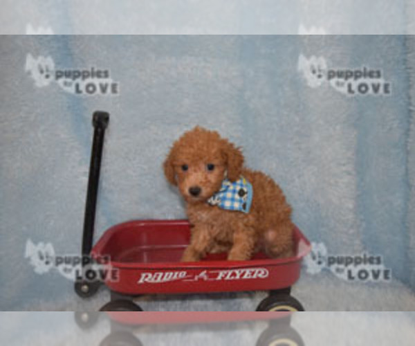 Full screen Photo #13 Poodle (Toy) Puppy For Sale in SANGER, TX, USA