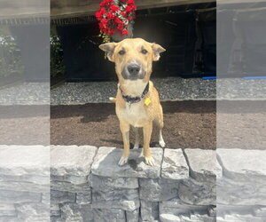 Collie-Unknown Mix Dogs for adoption in Lancaster, PA, USA