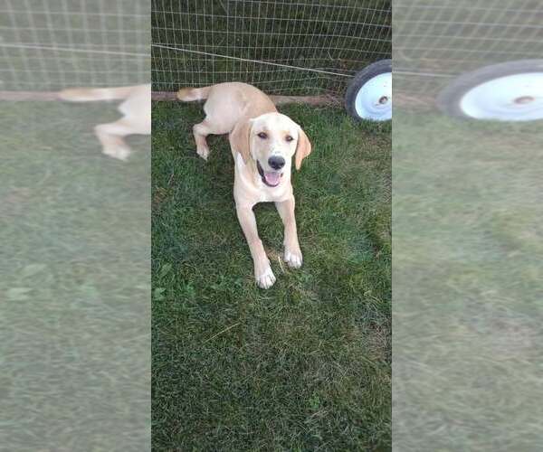 Medium Photo #1 Labrador Retriever-Unknown Mix Puppy For Sale in Palatine/Kildeer/Buffalo grove, IL, USA