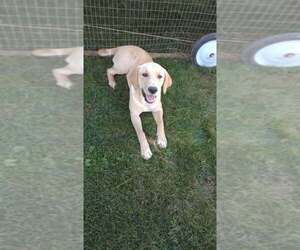Labrador Retriever-Unknown Mix Dogs for adoption in Palatine/Kildeer/Buffalo grove, IL, USA