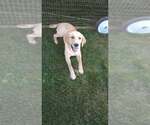 Small Labrador Retriever Mix