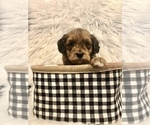 Small Photo #6 Bernedoodle-Miniature Bernedoodle Mix Puppy For Sale in CHESILHURST, NJ, USA